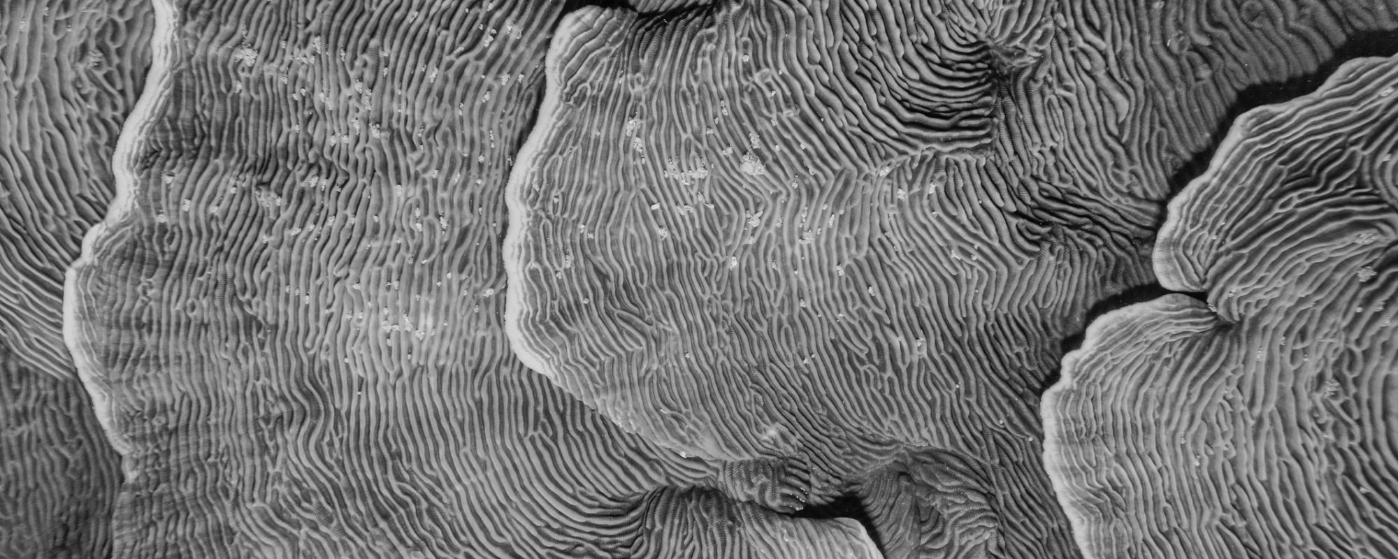 Natural patterns black and white image